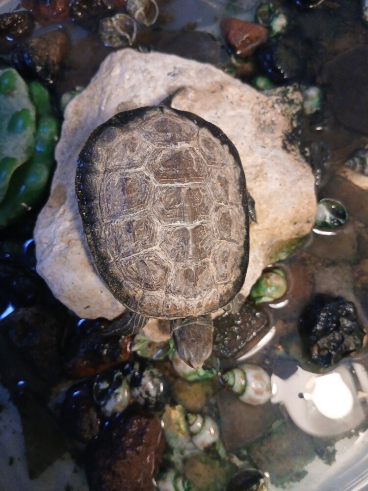 Pond turtle - 2
