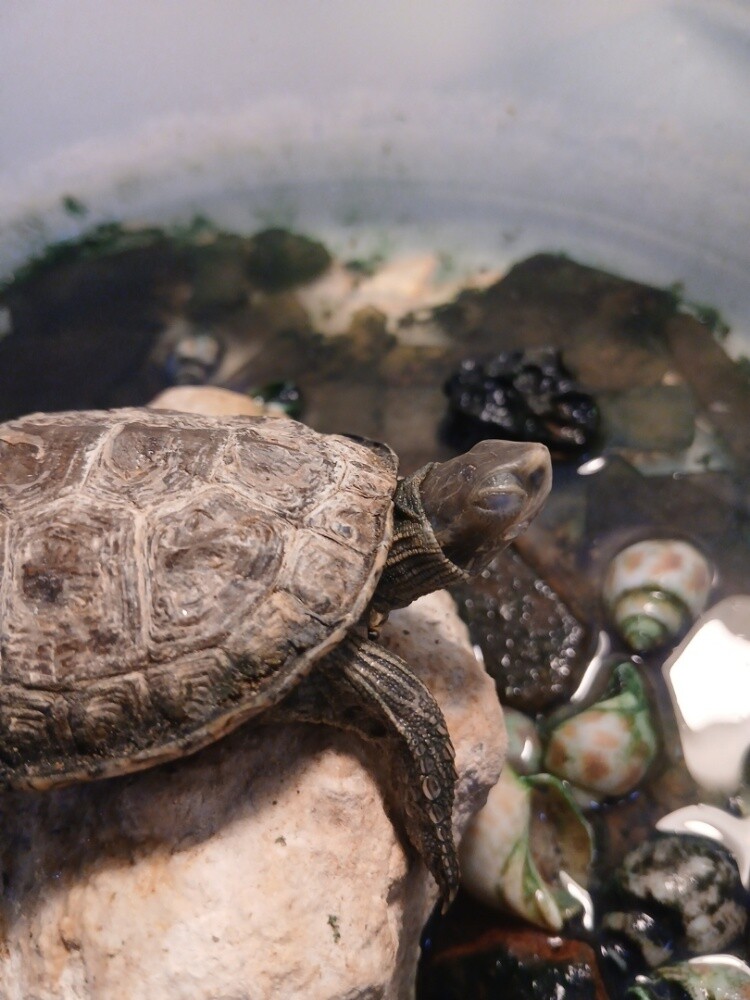 Pond turtle - 1