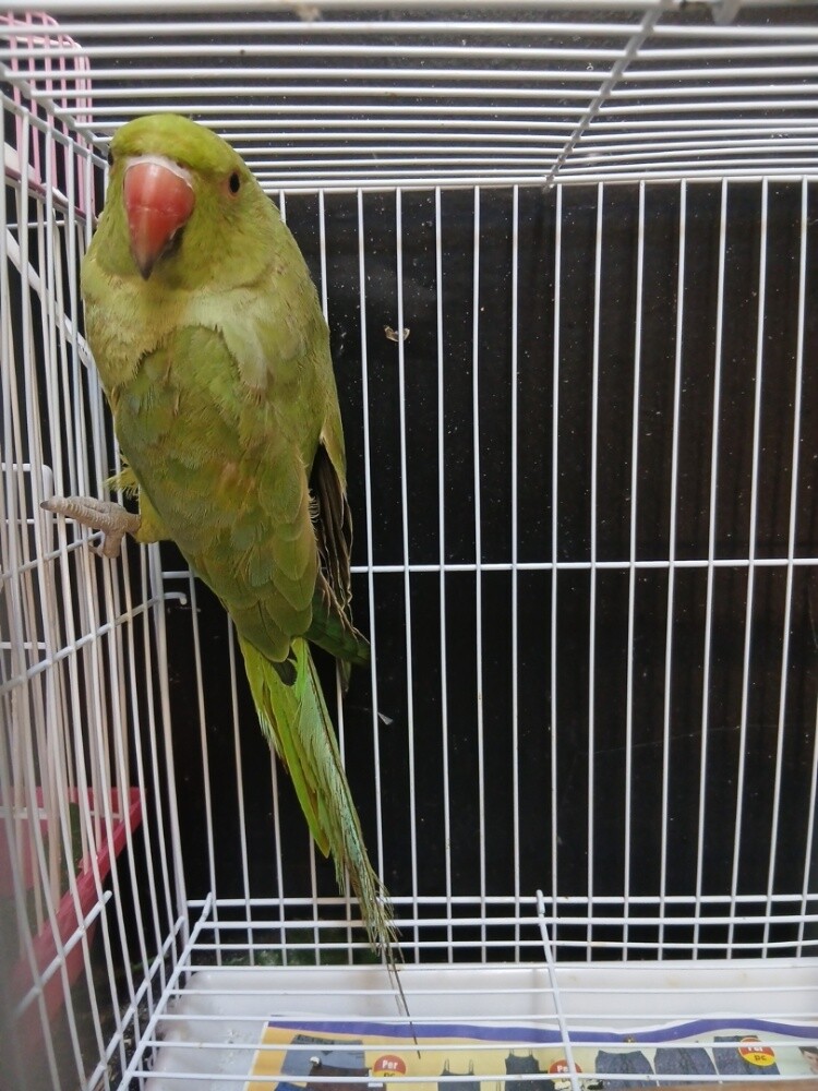 Parrot - 2