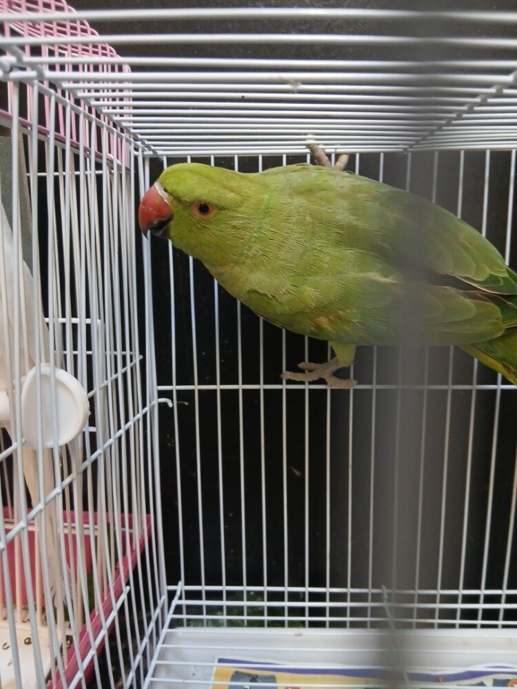 Parrot - 1