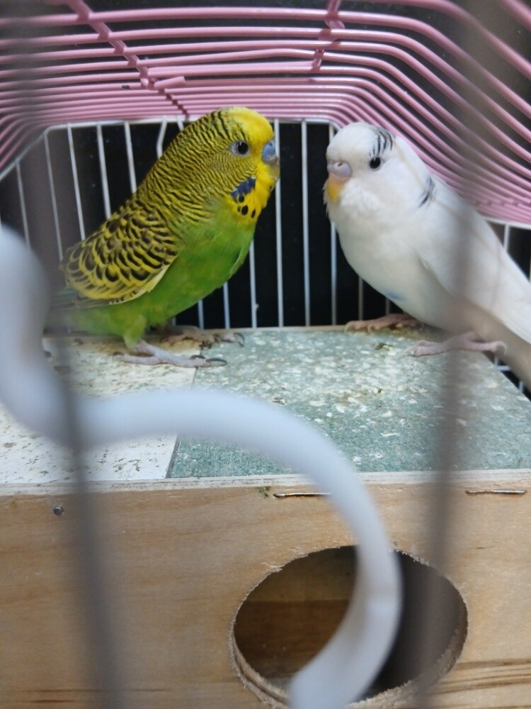 Lovebirds + cage - 2