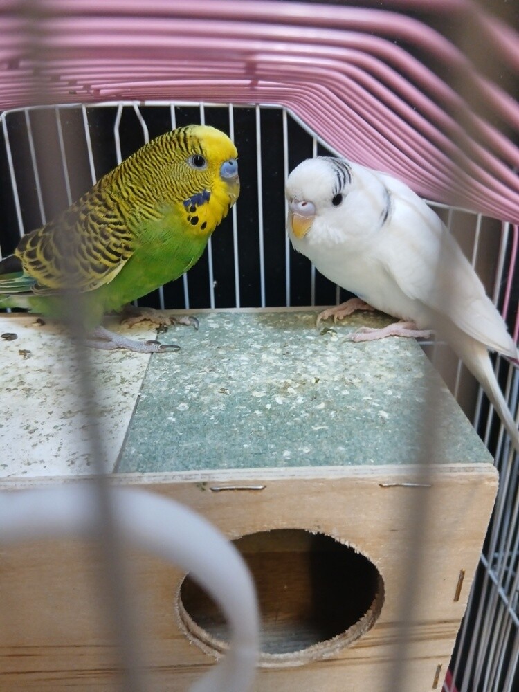 Lovebirds + cage - 3