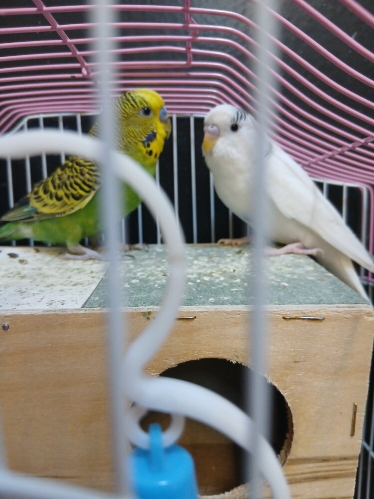 Lovebirds + cage - 1
