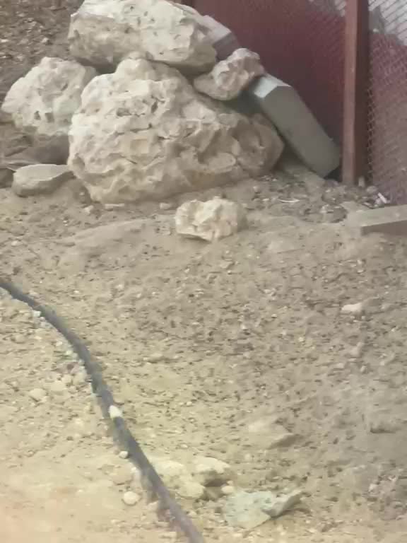 ارانب بريه انتاج محميه - 1