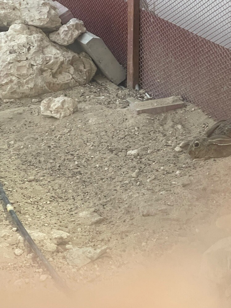 ارانب بريه انتاج محميه - 2