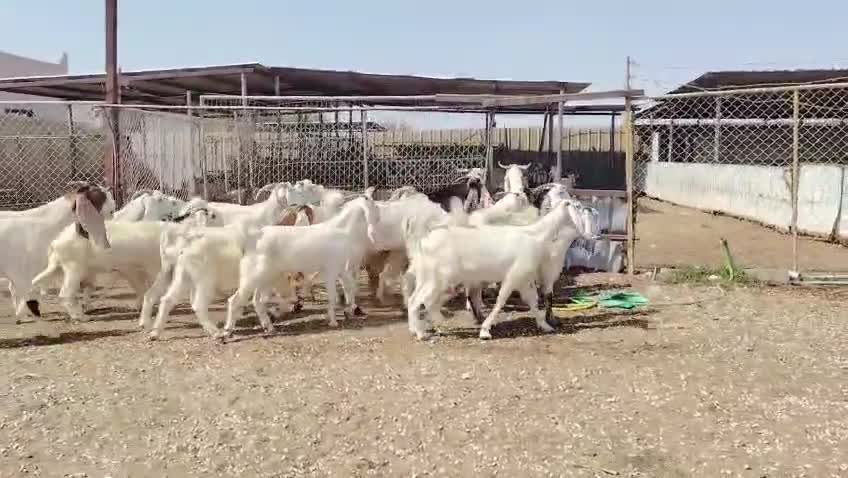 للبيع - 3