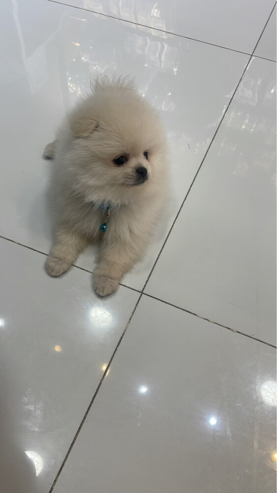 Mini pomeranian Male 2 months 10 da - 2