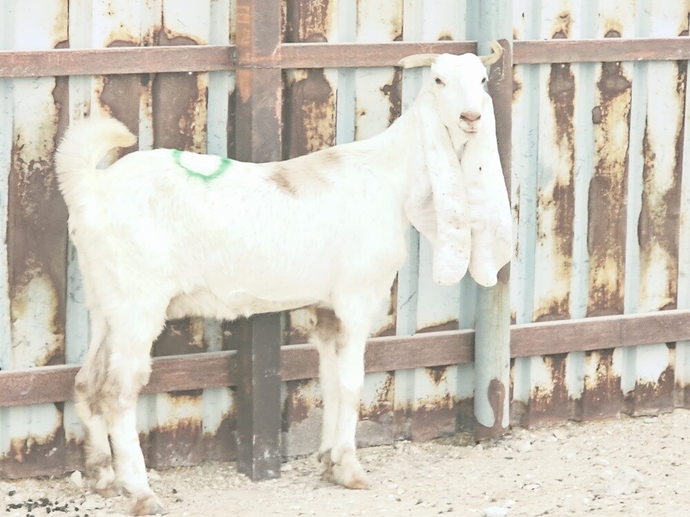 للبيع عنز مشروكه دفيع شرط - 1