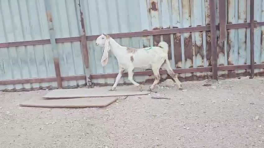 للبيع عنز مشروكه دفيع شرط - 3