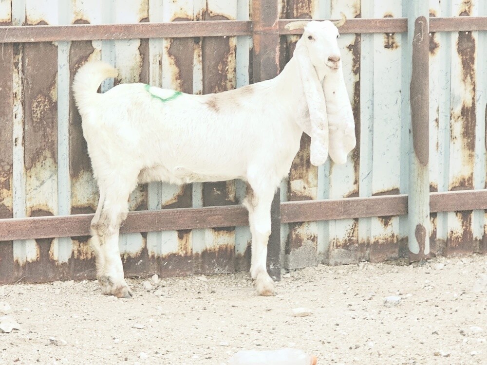 للبيع عنز مشروكه دفيع شرط - 2