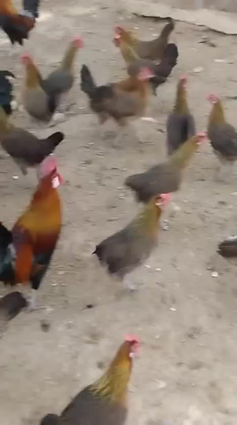 دجاج عربي اصيل - 2