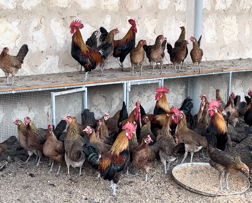 دجاج عربي اصيل - 1