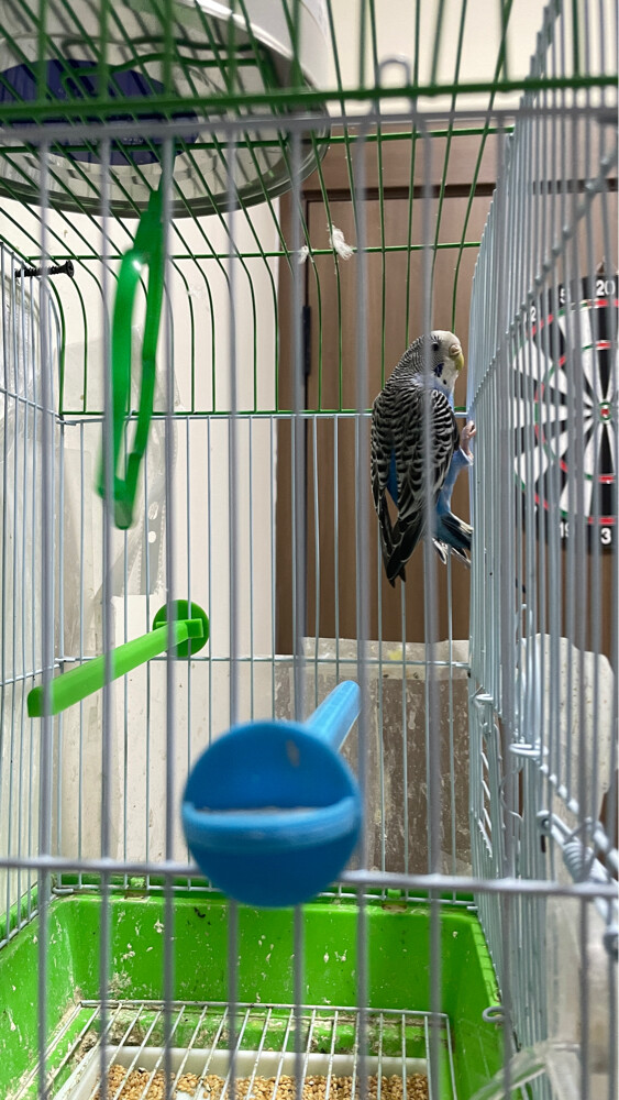 love birds - 4