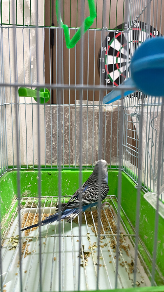 love birds - 2