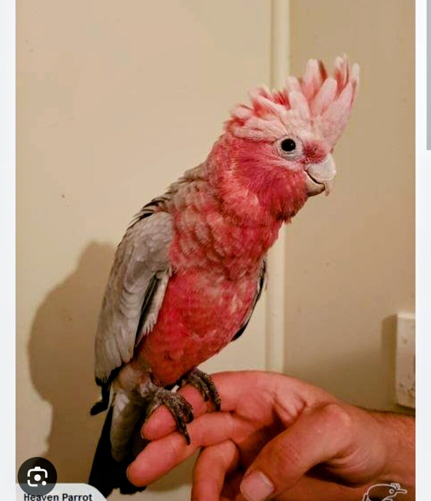GALA COCKATOO - 1