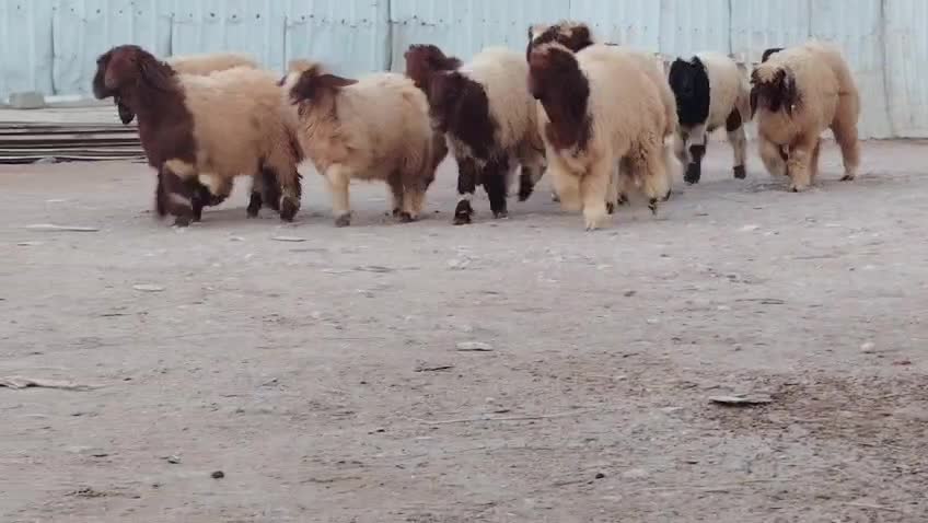 للبيع رخال سورية طيبة - 1