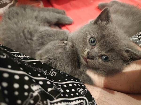 Scottish straight kittens - 1