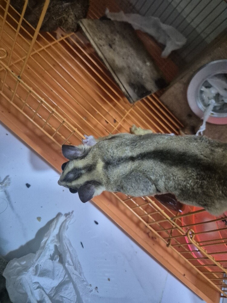 السنجاب  طائر  حامل كلو مع بعض3 - 6