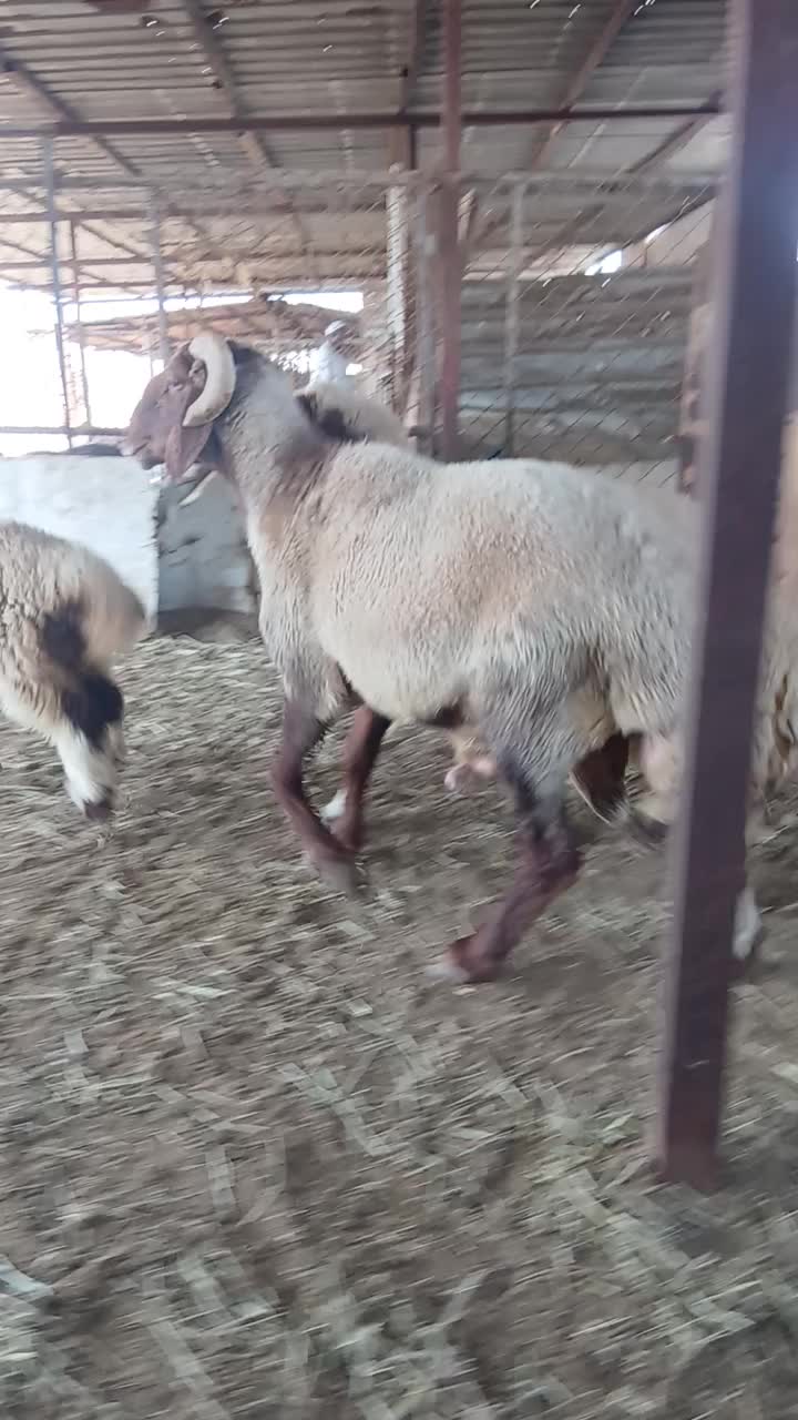 البيع فحل سوري حار في القريع - 1