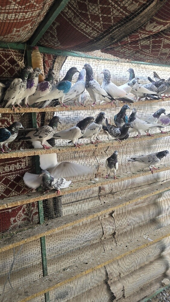 حمام باكستاني - 3
