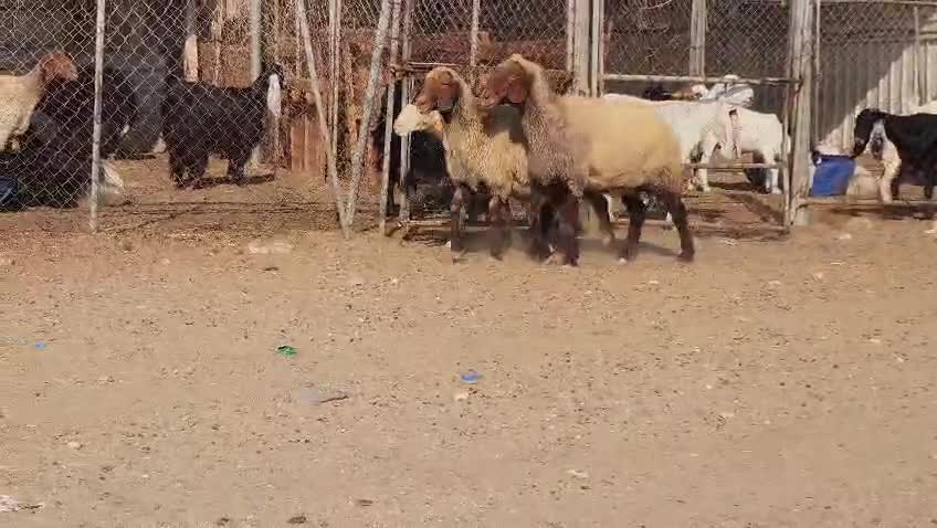 للبيع شويهات سوريه دفيع شرط - 1