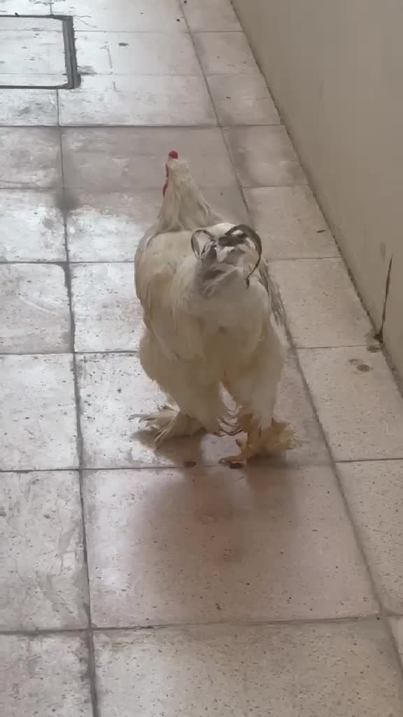 ديوك براهما - 1