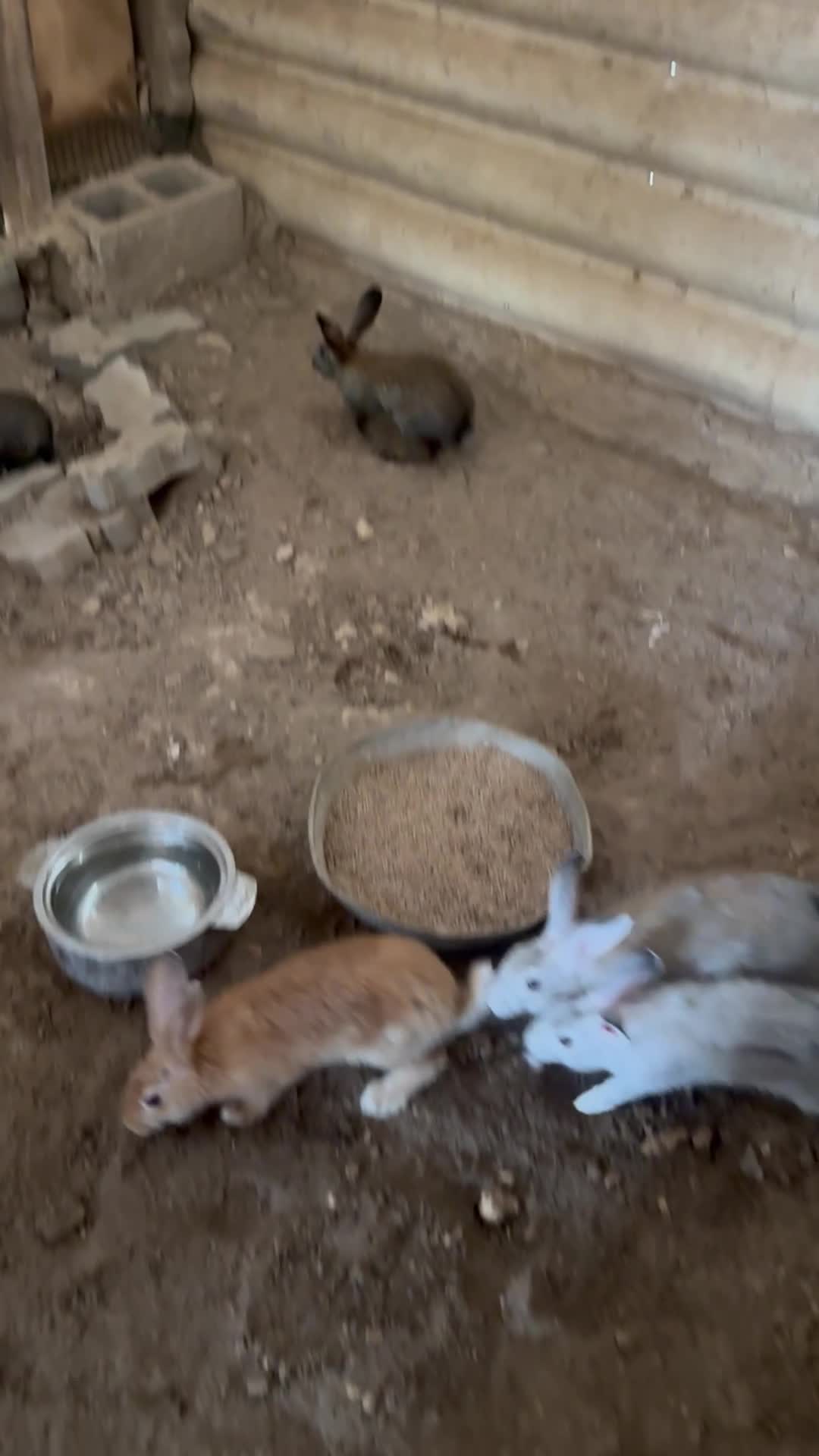 ارنب للبيع  - 1
