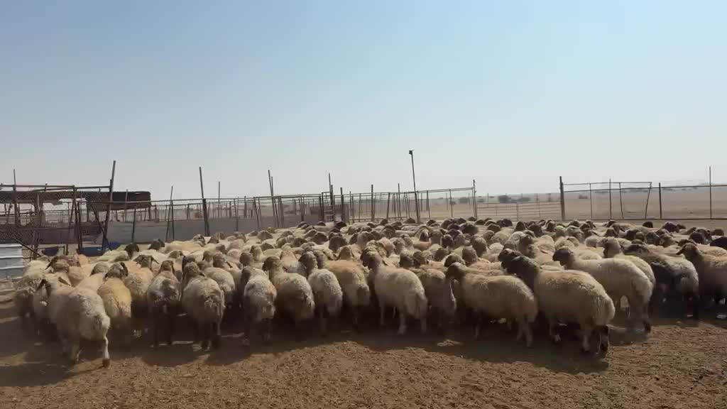 للبيع شويهات سوريه طيبه - 1