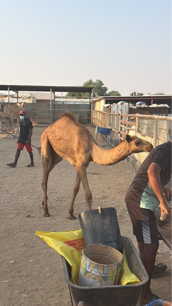 حوار  - 2