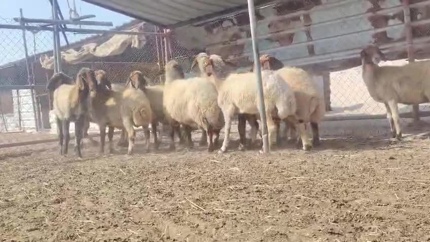 للبيع غنم سوريه طيبه مراح واحد - 1