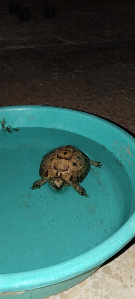 Turtles - 5