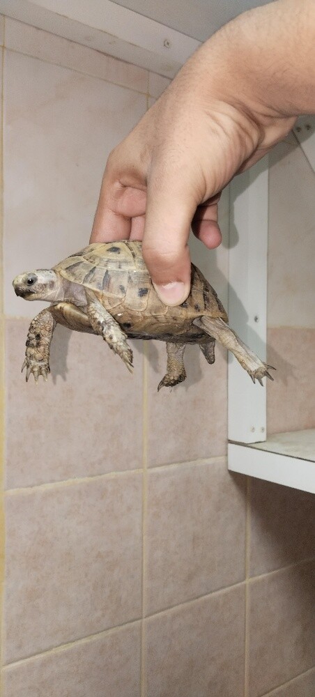 Turtles - 3