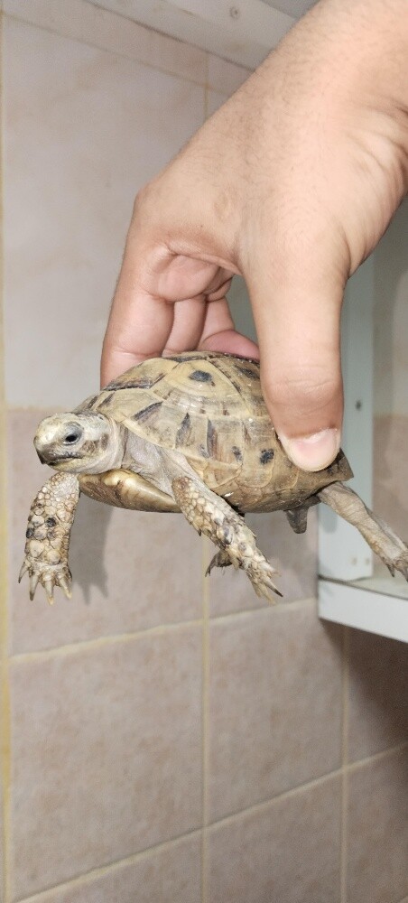 Turtles - 4