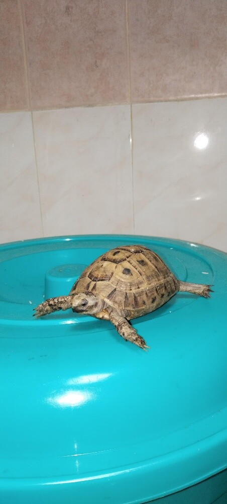 Turtles - 2