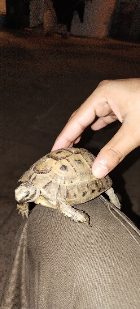 Turtles - 6