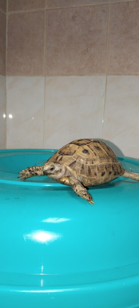 Turtles - 1