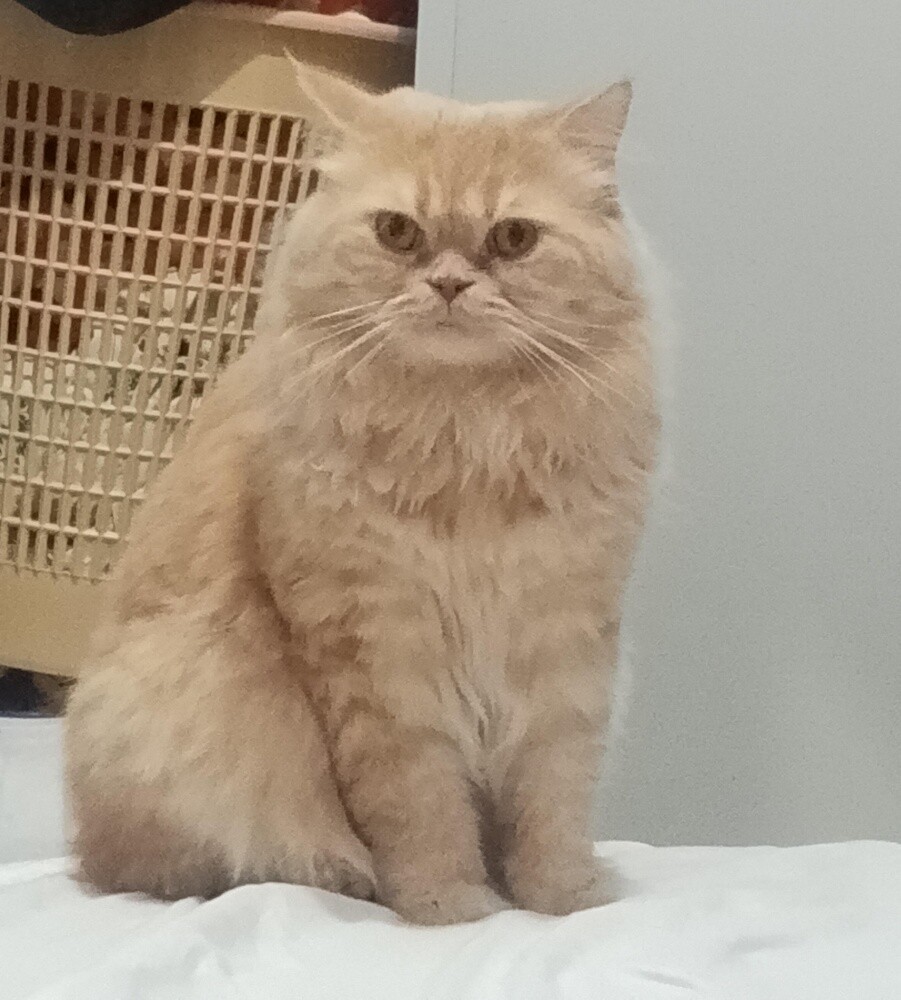 تشاتشا - 5