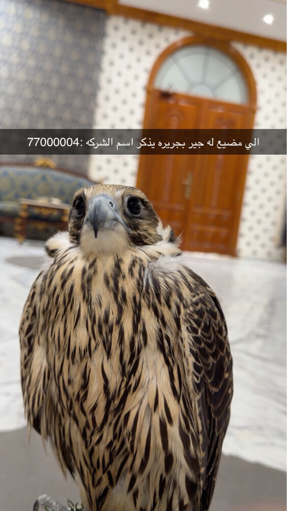 الي مضيع طير - 1