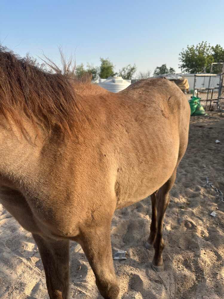 خيول عربيه ريس مهر وحصان - 8