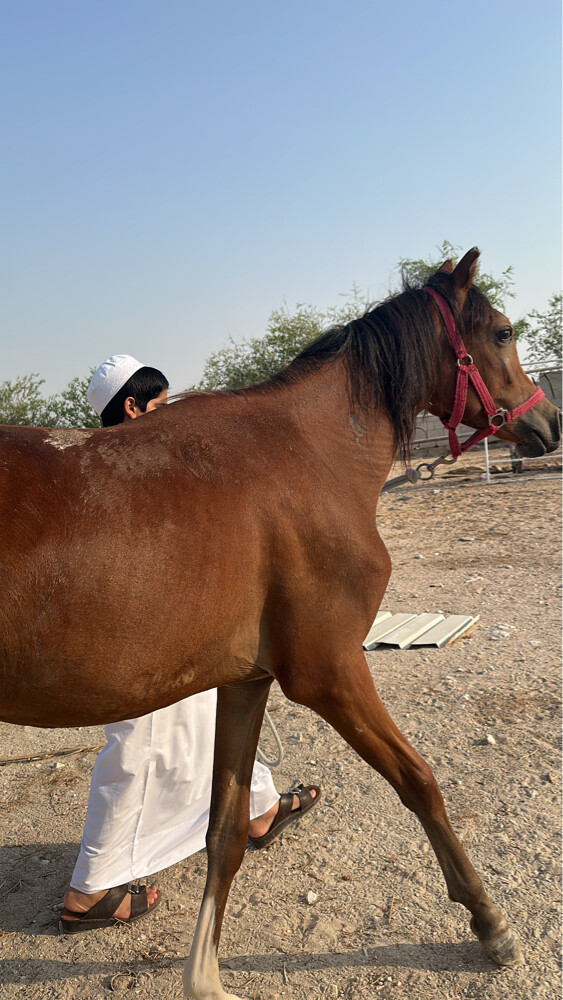 خيول عربيه ريس مهر وحصان - 2