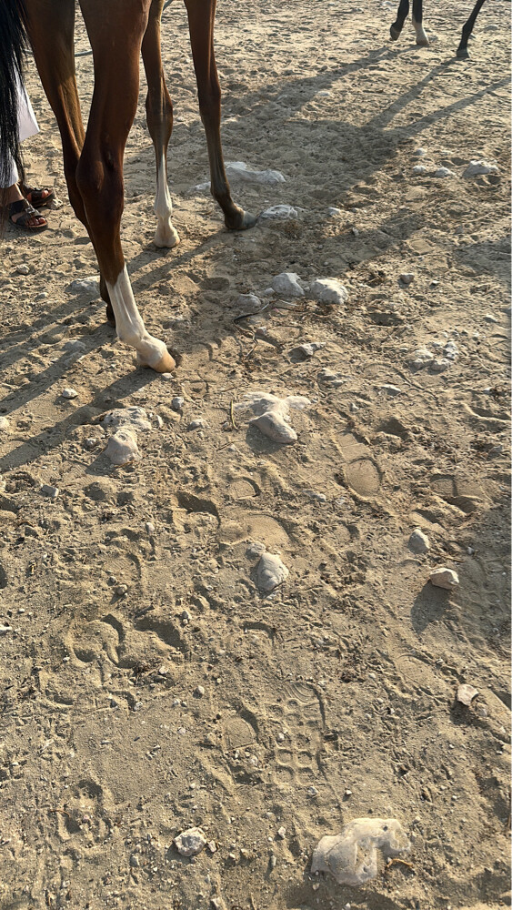 خيول عربيه زينه للبدل ب اي طير - 4