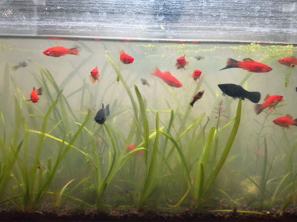 Sword Tail Platy for sale - 2