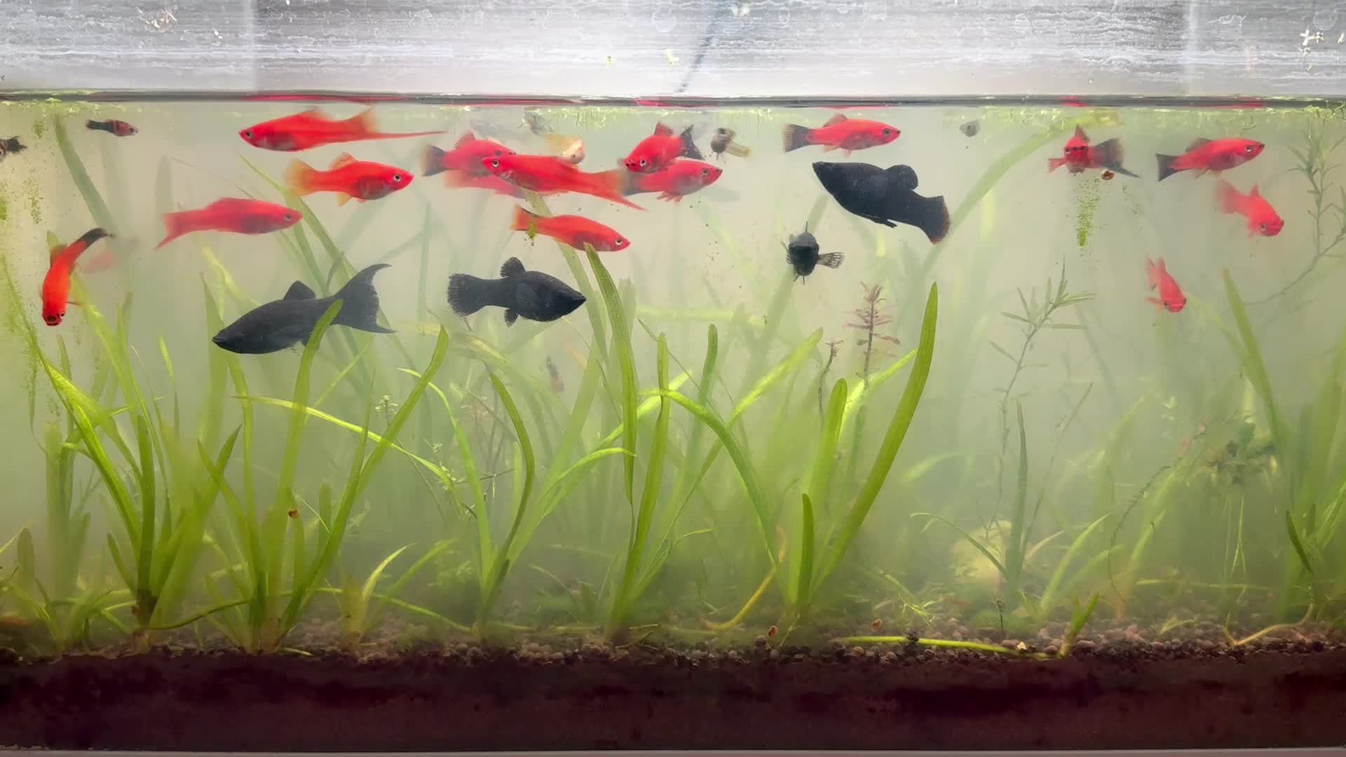 Sword Tail Platy for sale - 1