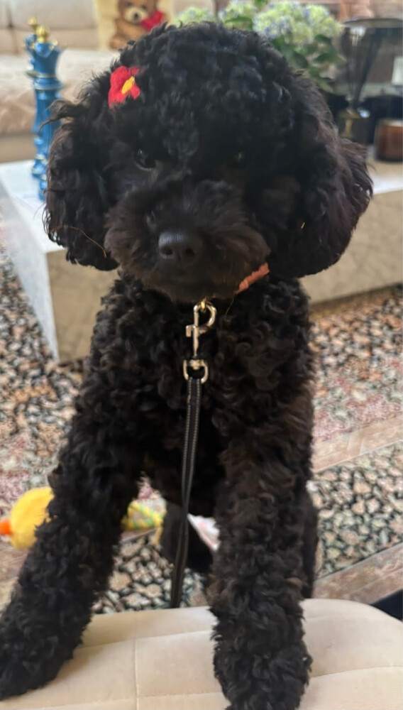 Poodle Dog for Sale – 10 Months - 1