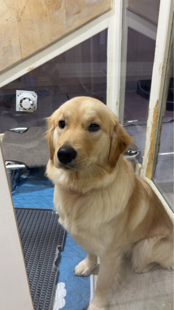 Golden Retriever Dog for Sale - 1