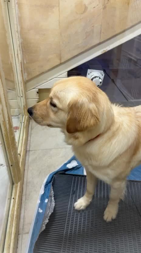 Golden Retriever Dog for Sale - 5
