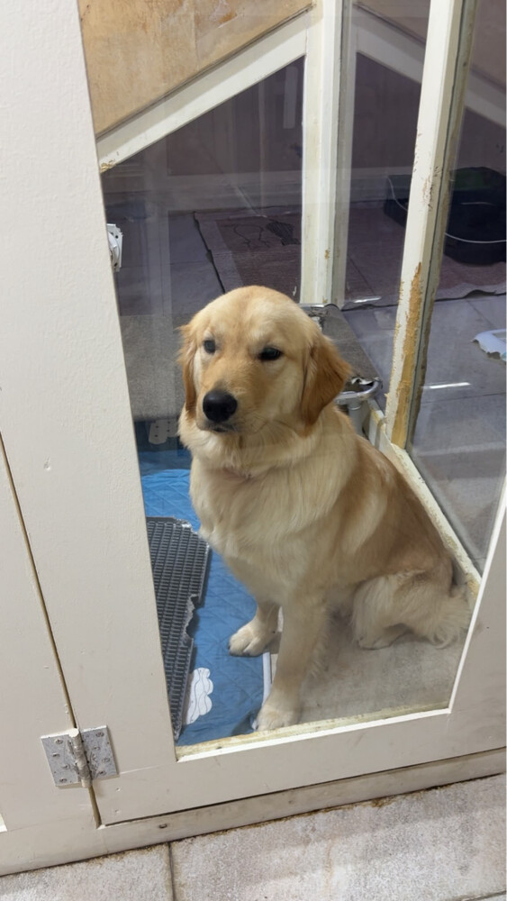Golden Retriever Dog for Sale - 2