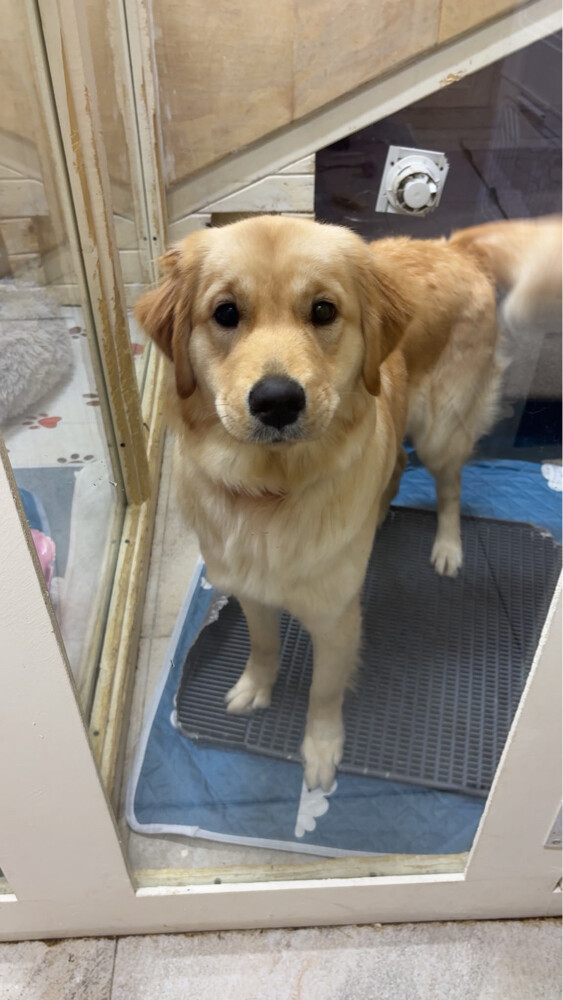 Golden Retriever Dog for Sale - 4