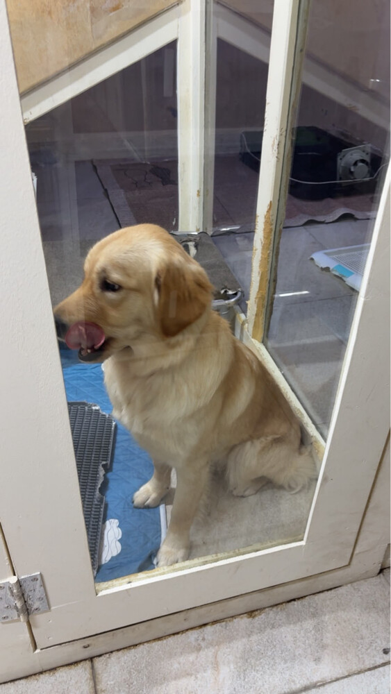 Golden Retriever Dog for Sale - 3