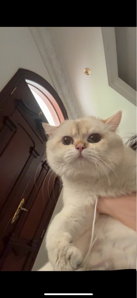 قطو برتش ذكر  - 2